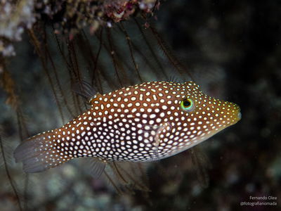 Canthigaster Punctatissima
