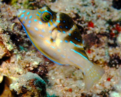 Canthigaster Coronata