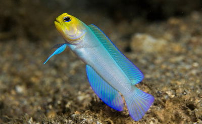 Opistognathus Aurifrons