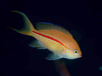 Pseudanthias Fasciatus