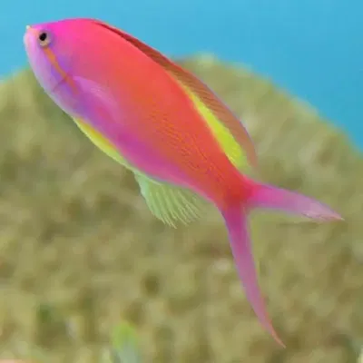 Nemanthias Carberryi