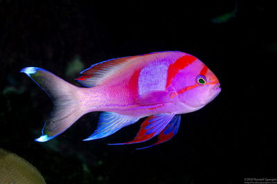 Anthias Pleurotaenia