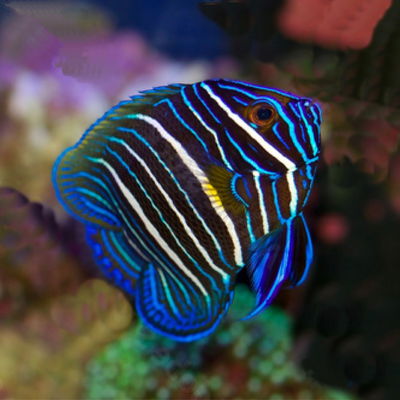 Pomacanthus Xanthometopon S