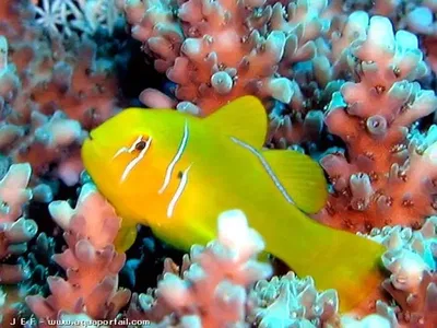 Gobiodon Citrinus