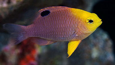 Damisela Chrysiptera Talboti