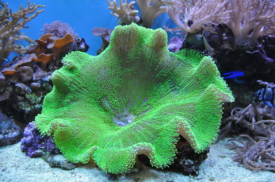 Stoichactis Haddoni Med