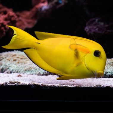 Acanthurus Olivaceous