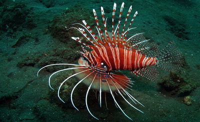 Pterois Antennata