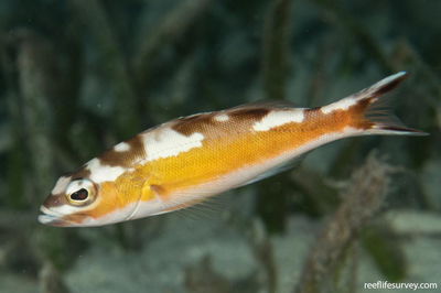 Serranus Tabacarius