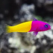 Pseudochromis Paccagnellae