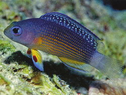 Manonichthys Cf. Alleni