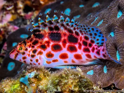 Cirrhitichthys Oxycephalus