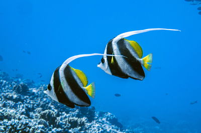 Heniochus Acuminatus