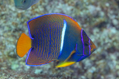 Holacanthus Passer