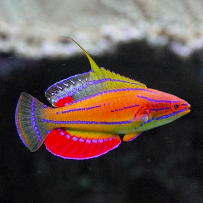 Parachelinus Carpenteri