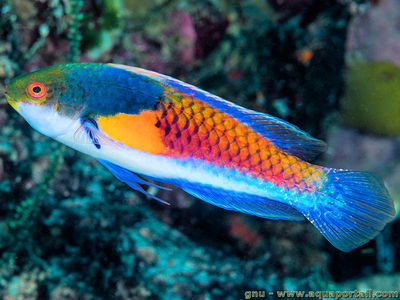 Cirrhilabrus Cyanopleura