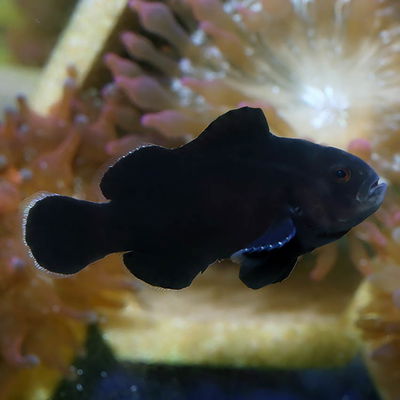 Amphiprion Ocellaris-MIDNIGHT CLOWNFISH FULL BLACK