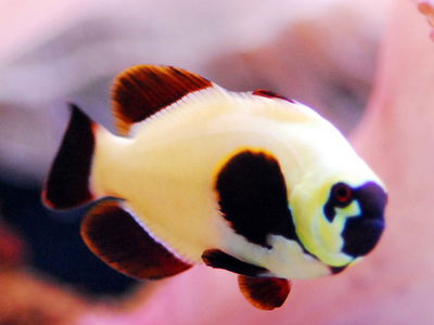 Premnas Epigrammata (White)