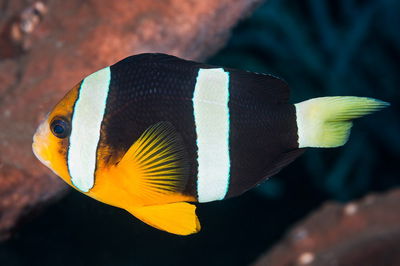 Amphiprion Clarkii (Indian)