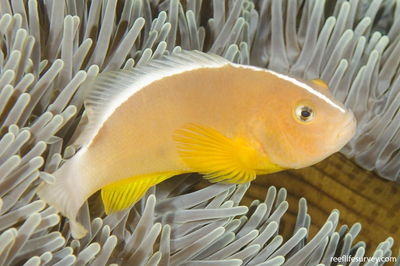 Amphiprion Akallopisos