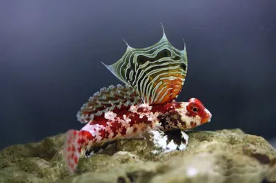 Synchyropus Stellatus