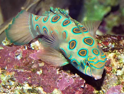 Synchiropus Picturatus