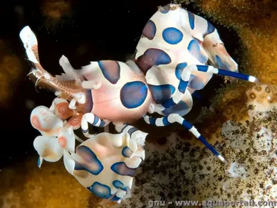 Hymenocera Picta - Arlequin