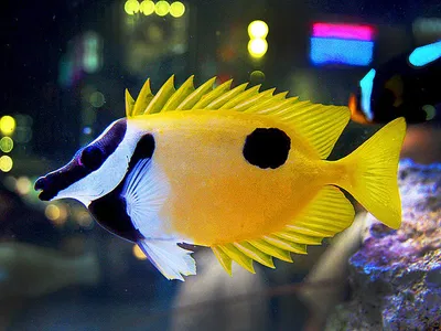 Siganus Unimaculatus