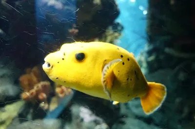 Arothron Nigropunctatus