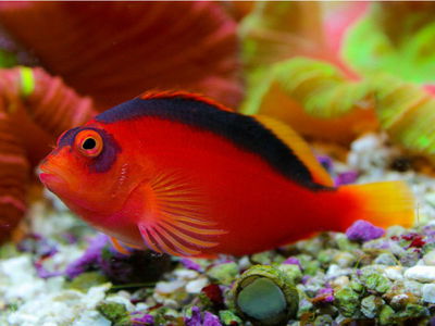 Neocirrhites Armatus