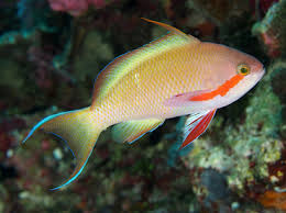 Anthias Hutchi