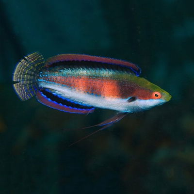 Cirrhilabrus Katherinae