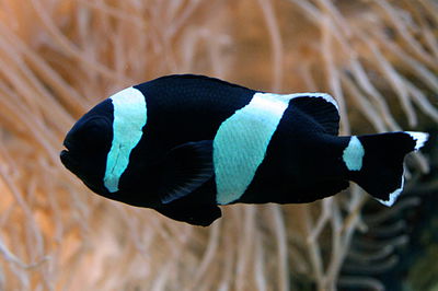 Amphiprion Polymnus-Black