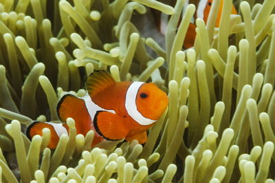 Amphiprion Ocellaris-PERCULA CLOWN S-M