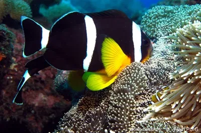 Amphiprion Chrysogaster