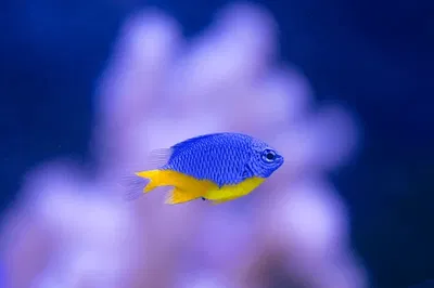 Damisela Chrysiptera Hemicyanea