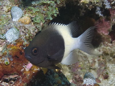 Chromis Dimidiata