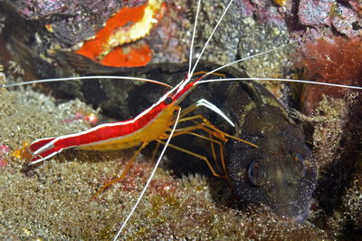 Hippolysmata Grabhami