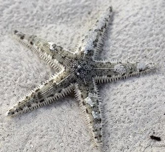 Astropecten Sp