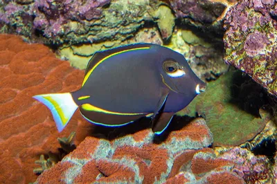 Acanthurus Nigricans