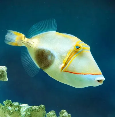 Rhinecanthus Verrucosus