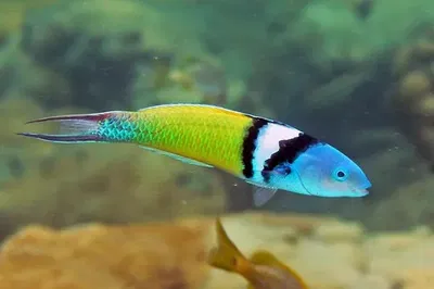 Thalassoma Bifasciatum
