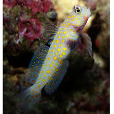 Amblyeleotris Guttata