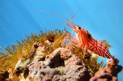 Lysmata Wurdemanni (Comedor de Aiptasias)