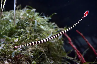 Doryrhamphus Dactyliophorus