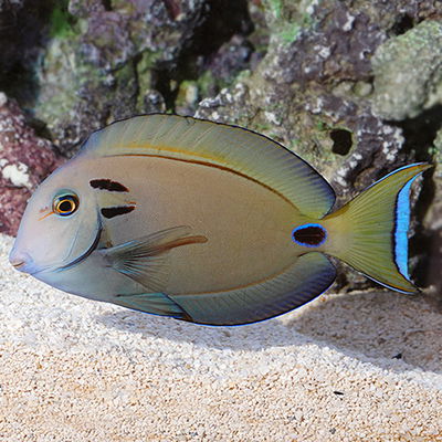 Acanthurus Tennenti