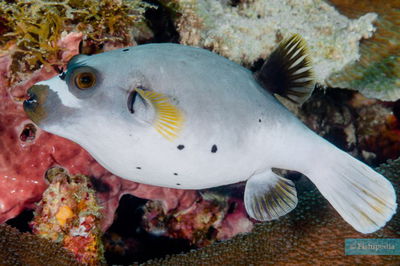 Arothron Nigropunctatus