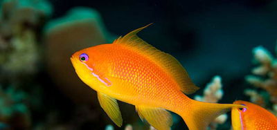 Pseudanthias Squamipinnis