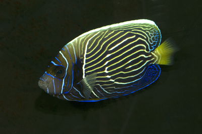 Pomacanthus Imperator (7 - 10 Cm)