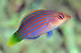 Pseudocheilinus Hexataenia- Six line